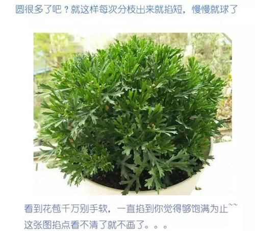#玛格丽特#网红开花神器格丽特,一开300多天,做好3点,盆盆爆成大花球
