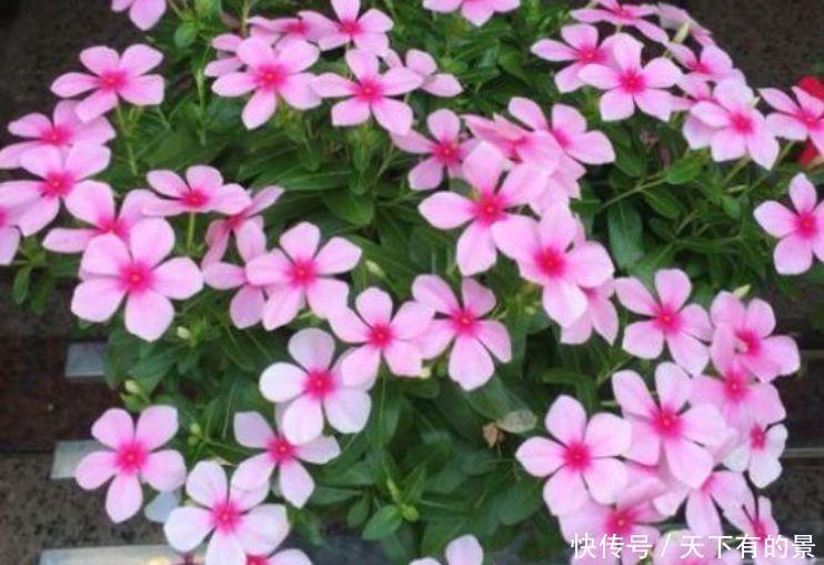 一年四季|三种花是“”,一年四季开不停,1盆开出300朵,漂亮养眼