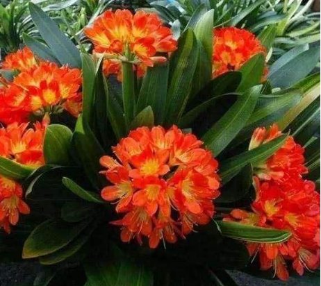 【栀子花】3种花养在家里,“兴家”又“旺财”,花朵散发清香,异味去无踪