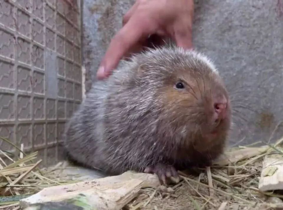  #全身#因爱吃竹子而得名，全身都是宝，胡须价值最高4万元一公斤