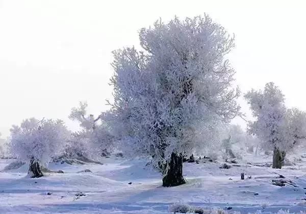 雪后的中国胡杨林，才是真正美爆了!