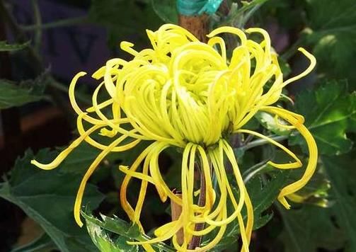  #珍品#喜欢菊花，就养“菊中珍品”牡丹红，似莲花牡丹，朴实高贵