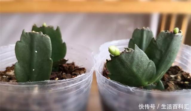  『扦插』空气生根扦插法，有效的懒人养花方法！揪片叶子丢袋子，太好活了