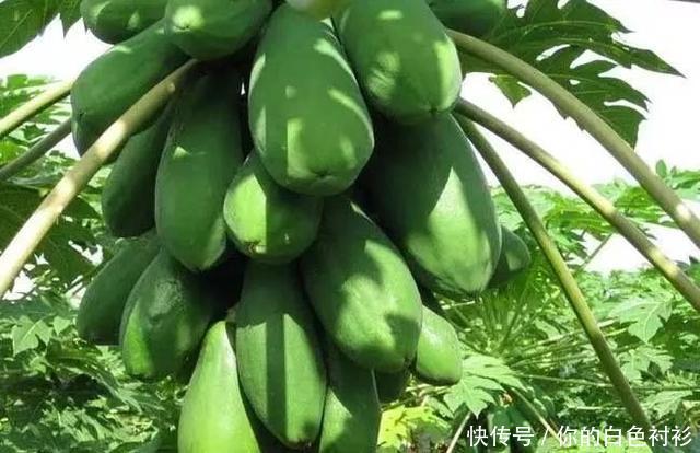 每天学习一味中药--木瓜(第120天)