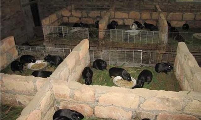 与其在异乡“孤独”打工者，不如回乡创业!在农村干什么能赚钱?