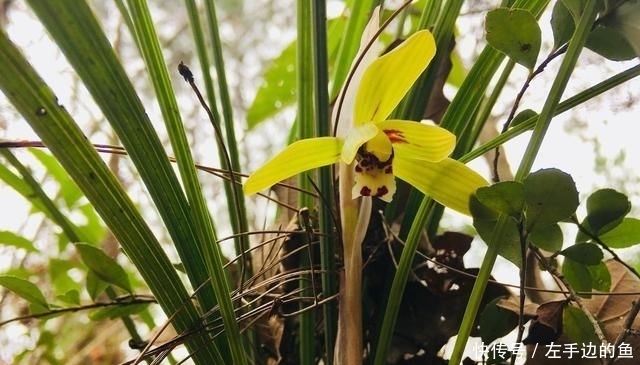  [地栽兰花时]地栽兰花需要满足什么条件？搞清楚这些，地栽长势更好