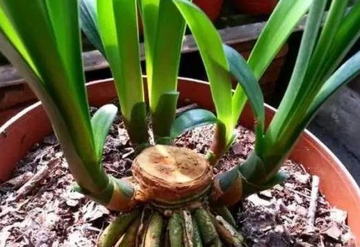  新芽■这4种花枯萎也别急着扔，一刀“剃头”，1个月后就窜新芽！
