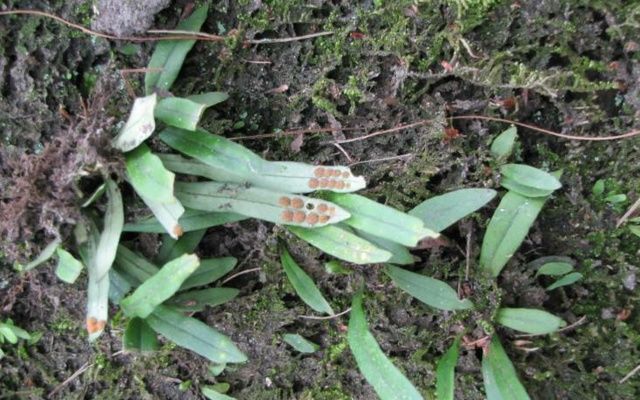 这野草，背带“珍珠”，更是“良药”，人称“龙骨牌”