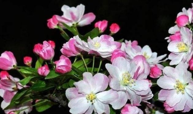  花苞|夏天一到，西府海棠就“蔫”？甩“几刀”，花苞挂满枝，花儿爆