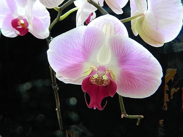  花盆■蝴蝶兰长得好不好，看根系就知道，蝴蝶兰旺根技巧