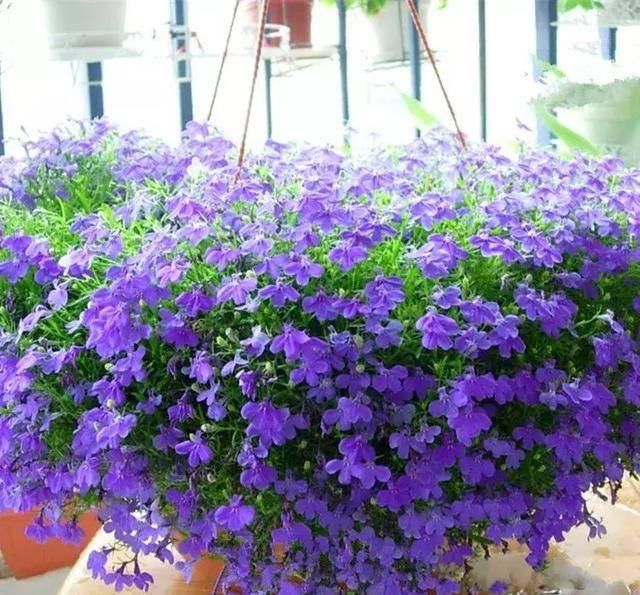  #阳光充足的环境#100种常见开花植物的养护要点与花期，快来看看有没有你喜欢的
