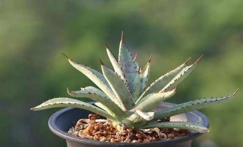  [家里]在家里放一盆龙舌兰。比芦荟好。太大了！