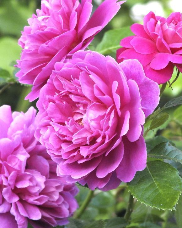  「喜欢」喜欢养护花卉，就选择3种花卉，花色绚丽，花朵端庄，妖娆美丽
