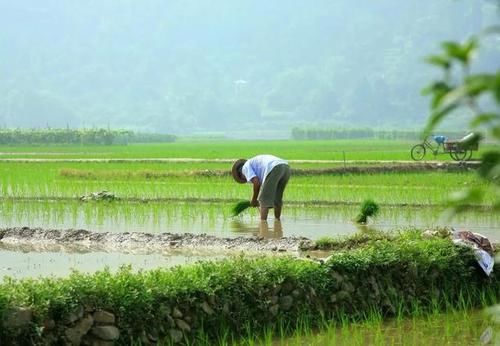  【确权】最新：有关农村土地流转，权威回复来了