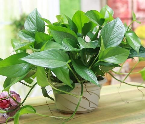  【水培植物的根系】水培植物用啥肥？2种肥料“要慎用”，很难吸收，还有可能烧根