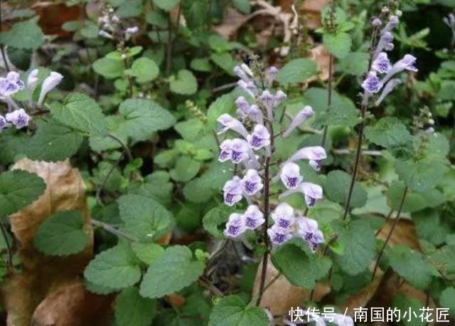 『种植』1种“韩信草”株型小,价值却很高,若在小溪边看到,请保护