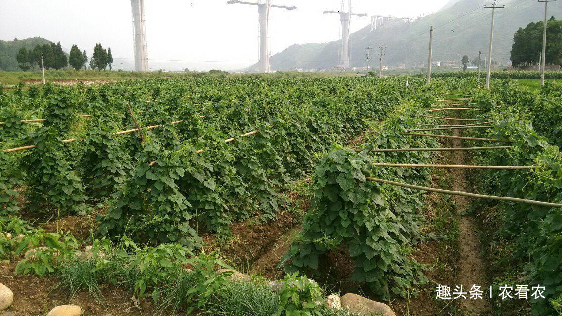  #采收#120天即可采收，超市6元一个，亩产达8000个，少有人种植