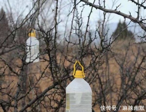 男子在果树上挂满了瓶子，村民们看到后都说是个好办法，太聪明了