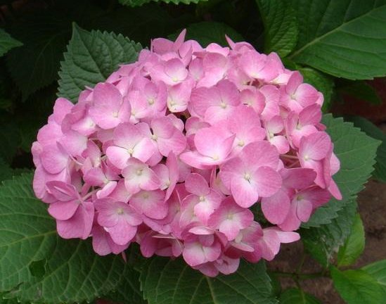  【开爆】这款花卉比百合美，花多易爆盆，繁殖能力极强，贱养就能开爆盆！