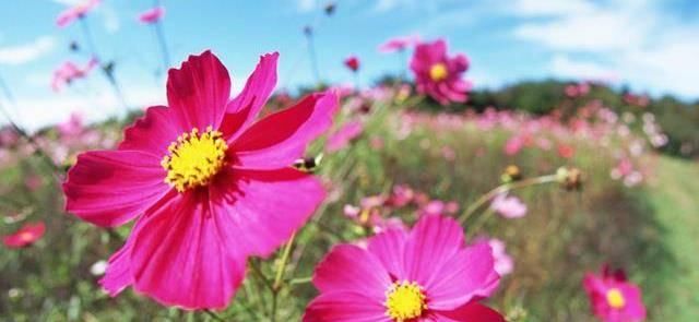 「土里」夏天必养的3种花，扔进土里就能活，沾水就爆盆，枝繁叶茂花期长