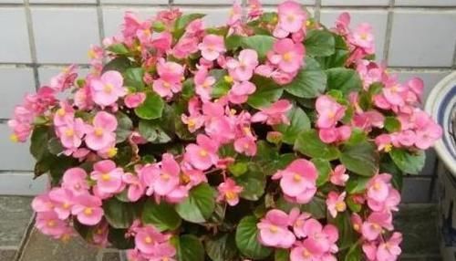  『学好』喜欢花却不会养怎么办？学好这四步，你才知道养花其实并不难