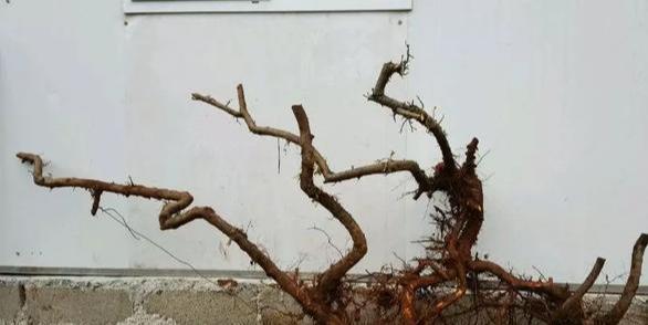 「栒子盆景」山里捡树桩,养成盆栽,果子红彤彤,如玛瑙红艳夺目,观赏性极强