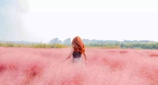 无长假不可怕!周末出发,前往广东的秘密花海!错过再等一年