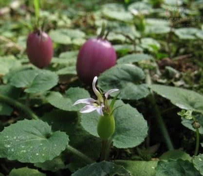 模样像洋葱的野果子，是一种难得的好药材，名字很霸气
