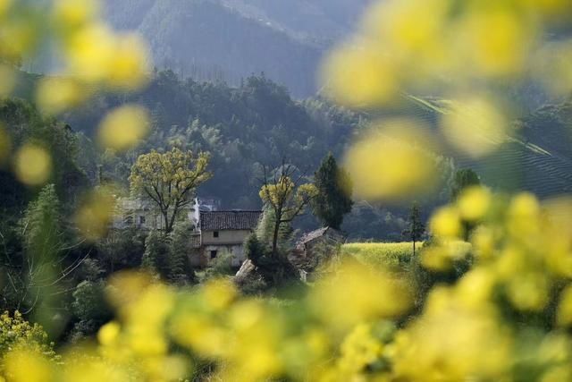  强国■学习强国 | 安徽歙县：云雾花海惹人醉