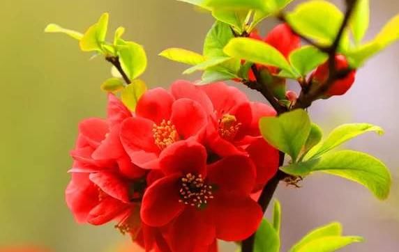 #芳香#特别适合观赏的4款花,花繁叶茂,芳香四溢,让家门前变小花园