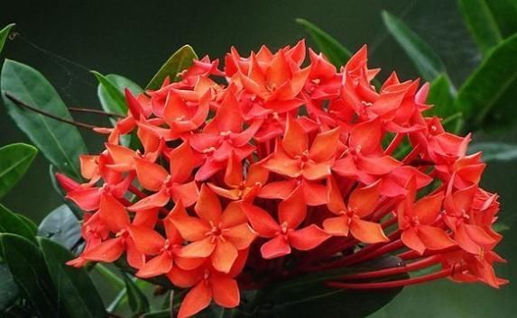 「花苞」家养“龙船花”，一口“激素”不能少，花苞上百，花一开就上千朵