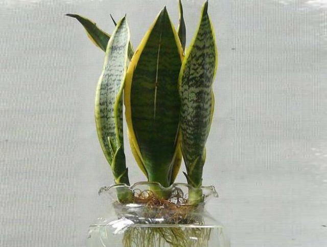  着非常好■这“3种”花水培更容易，丢水里“7天”就生根，养1盆“爆”1盆！