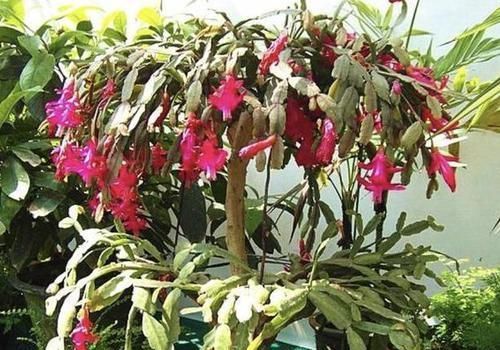  催花■养君子兰、蟹爪兰，用'催花水'喷洒枝叶，一个月呼呼冒花苞