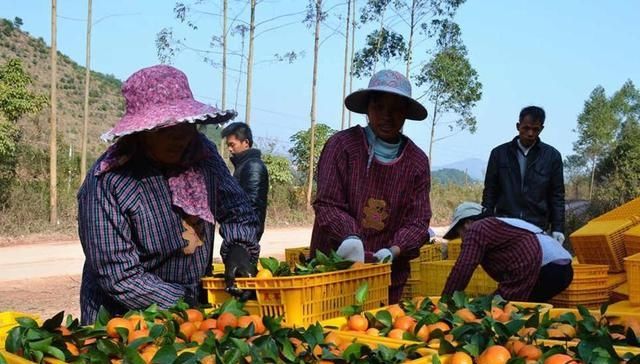  #收购#没成熟就采摘，果农也很无奈：商贩不那么早收购，谁会摘