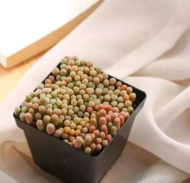  「阳光充足」肉中小可爱，最适摆窗台