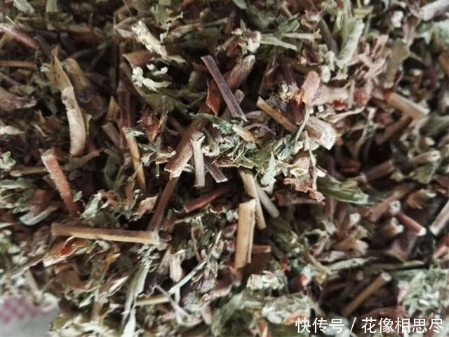 农村这种野草比辣椒还辣，曾被当做杂草，却不知是酒曲的原料！