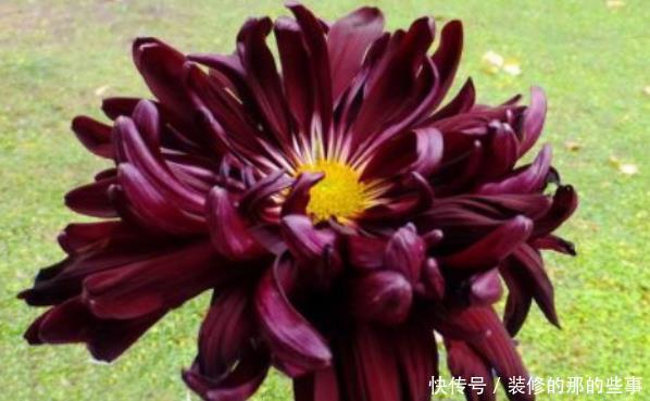  绣球@“5款花”一年花开不断，花开艳丽夺目，花朵似绣球，一眼就爱上