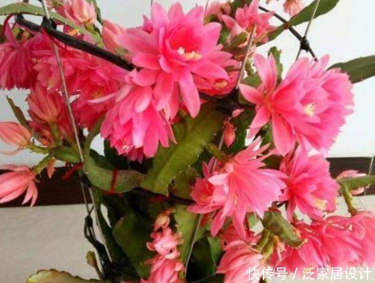 『有型』夏季就养3种花,越晒开花越旺,要香有香,要型有型,美爆!