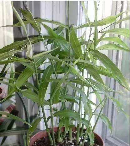  『蔬菜』常见12种蔬菜阳台种植教程，看完又能省下一笔钱啦！
