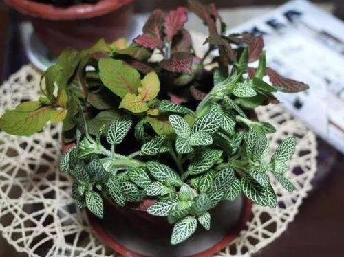  家里■2种“观叶植物”，比绿萝、吊兰都美，往家里放2盆，能观赏！
