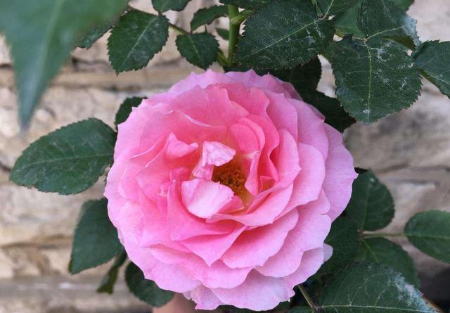 『家里』适合养在家里的3种花，花色艳丽花期长，家里养一盆，观赏价值高