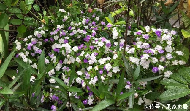 #起劲#3种开花劳模，一个比一个开得起劲，一开就是一面花墙！