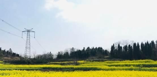  「春风」发现春天：三月的油菜花