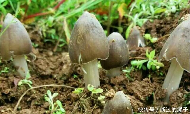 农村小伙在放羊的会后发现这种野生菌子，连羊都不管了也要挖出来
