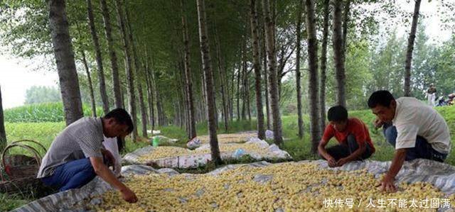 农民种它，10元1斤，亩收8000元