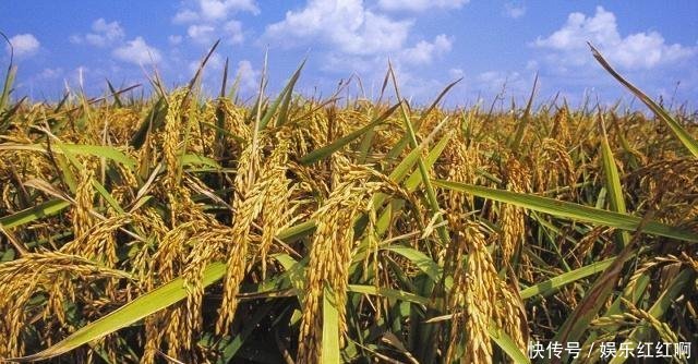 现在农村种地大户，到底挣不挣钱，农村小伙精心分析，结果很意外