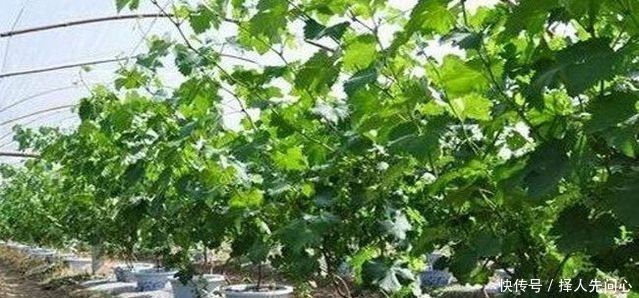 农民在花盆里不种花种它，200块一盆还供不应求