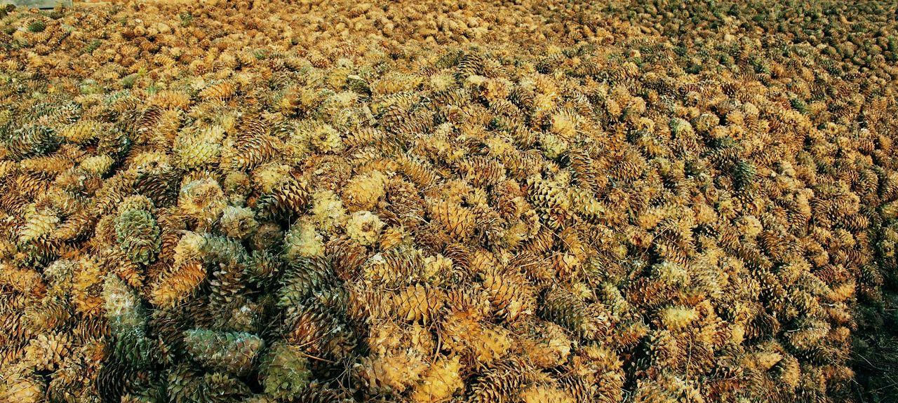  #所产的松子#过去掉落一地没人捡，如今60元一斤，农民：吃了没肉