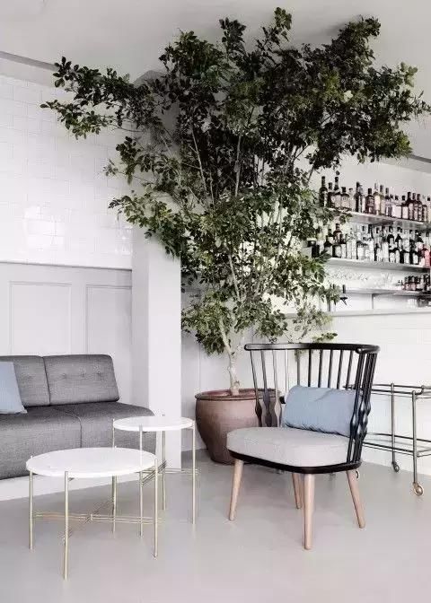  【自带】自带镇宅安家的30种大植物，满满都是安全感