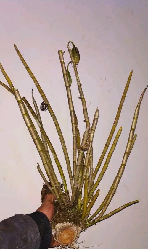  「喷水保湿」晶帽石斛从光秃秃到开花爆盆才用了3个月，养功怎么如此优秀